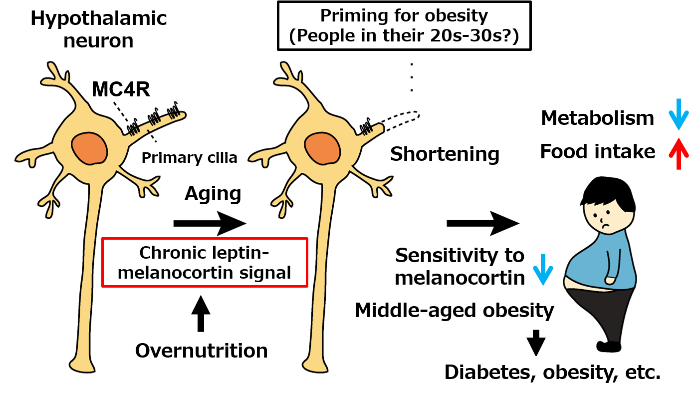 Shortening of primary cilia in hypothalamic MC4R neurons with aging and overnutrition, leading to middle-aged obesity