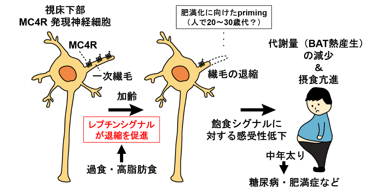 加齢と過栄養による視床下部MC4R発現神経細胞の一次繊毛の退縮と中年太り