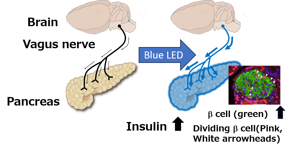 Increase in pancreatic beta cells by optogenetic stimulation of the vagus nerve