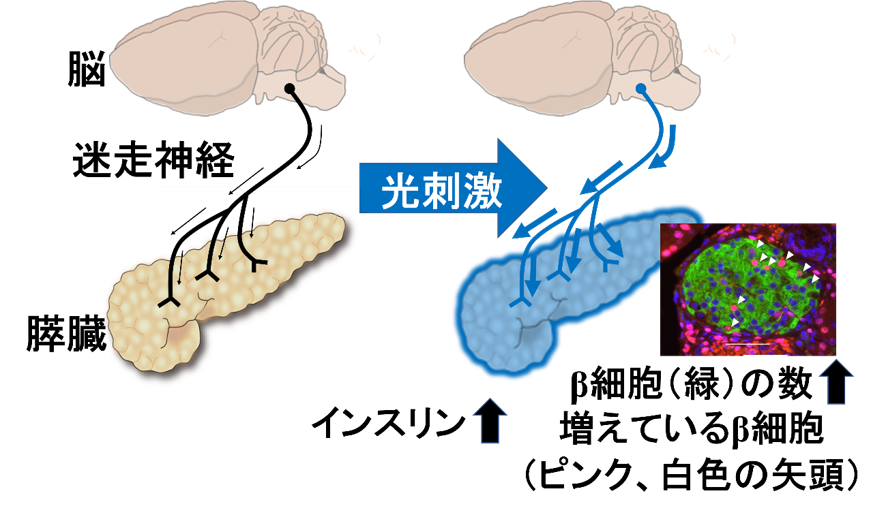 迷走神経の光刺激による膵β細胞の増加